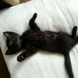 (再募集！)いつでもゴロゴロ。人も猫も大好き子猫