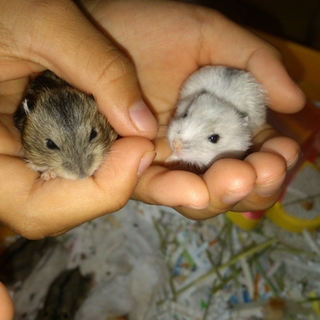 ジャンガリアン 里親きまりました！！