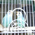 セキセイインコの里親募集
