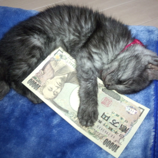 ニャンコを可愛がってくれるひと(･ω･)