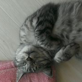成猫　メス