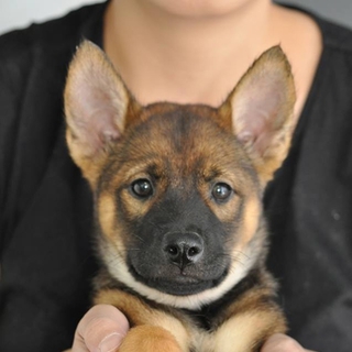 子犬のレイラちゃん