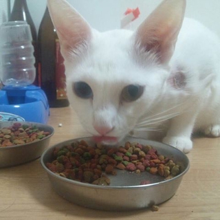 白猫オッドアイの♀猫ちゃん里親募集です