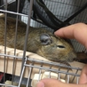 大阪☆デグー里親募集☆ サムネイル3