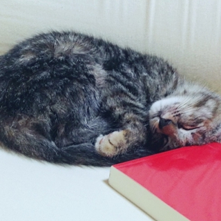 一キロにも満たない子猫を保護しています