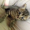 キジトラちゃんの里親募集