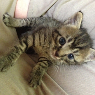 キジトラちゃんの里親募集