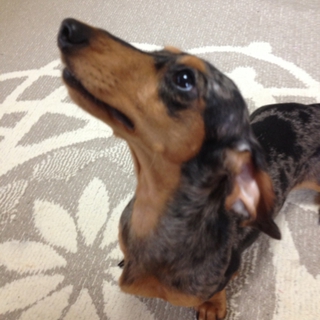 クレアちゃん♀シルバーダップル