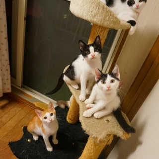 もみもみグセのある３兄弟(●'∪`●)
