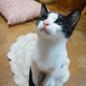 もみもみグセのある３兄弟(●'∪`●) サムネイル4