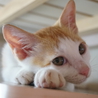 もみもみグセのある３兄弟(●'∪`●) サムネイル3