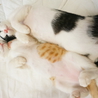 もみもみグセのある３兄弟(●'∪`●) サムネイル5