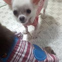 2キロチワワ2歳(´∀｀*)