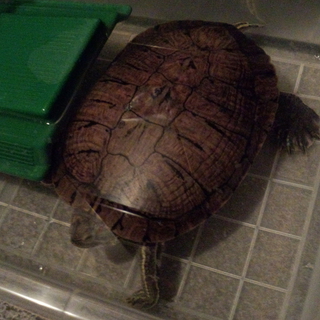 10歳＊アカミミガメの里親募集中です＾＾