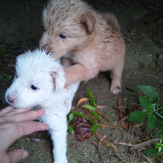 一時保護してもらっている茶の子犬の里親さがしてます