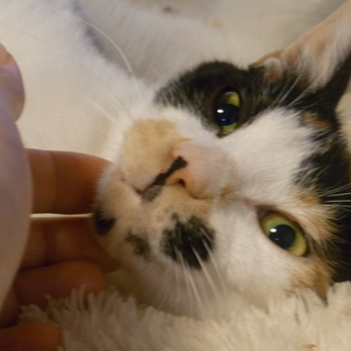スレンダー三毛猫のツツジちゃん