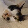 スレンダー三毛猫のツツジちゃん サムネイル4