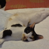 スレンダー三毛猫のツツジちゃん サムネイル5
