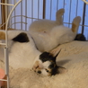 スレンダー三毛猫のツツジちゃん サムネイル6