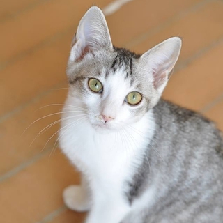 子猫のジャスティンくん