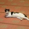 スレンダー三毛猫のツツジちゃん サムネイル7