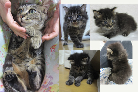 洋猫mix 長毛 1ヶ月 茨城県 猫の里親募集 926 ペットのおうち 月間利用者150万人