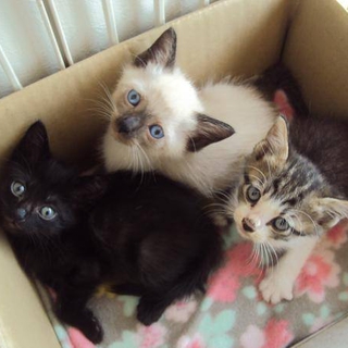 いろんな柄の猫います。
