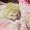 ハリネズミ♀（交渉中） サムネイル3