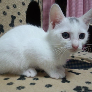 しろで甘えん坊の猫ちゃんです