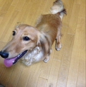 ミニチュアダックス