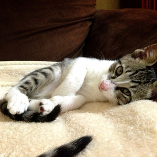 とても可愛い子猫たちです！