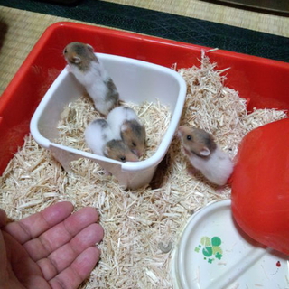 ゴールデンハムスター（ノーマル)親離れしたとこ。