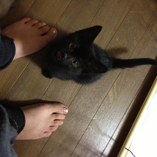 子猫＊生後一ヶ月