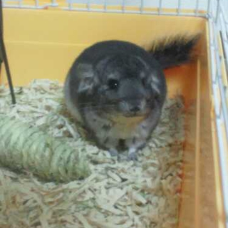 チンチラ（グレー）の里親を募集します。