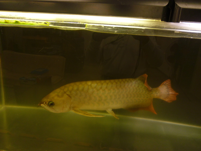 アロワナ バンジャールレ 岡山県 熱帯魚 観賞魚の里親募集 21010 ペットのおうち 月間利用者150万人