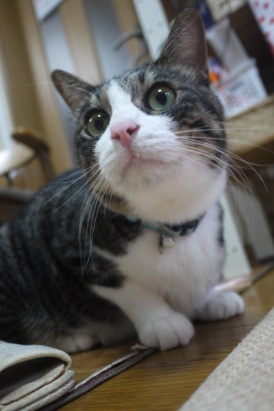 ゴマ団子の2匹組（神戸22匹の多頭崩壊保護猫） サムネイル6
