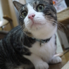 ゴマ団子の2匹組（神戸22匹の多頭崩壊保護猫） サムネイル6