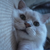 ゴマ団子の2匹組（神戸22匹の多頭崩壊保護猫） サムネイル5