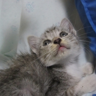 エンジンルームから救出　がんもちゃん
