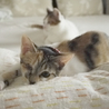 片目でも元気いっぱい♪甘えんぼう子猫 サムネイル4