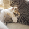 片目でも元気いっぱい♪甘えんぼう子猫 サムネイル6