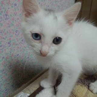しろで頭のちょっと黒い子猫ちゃんです