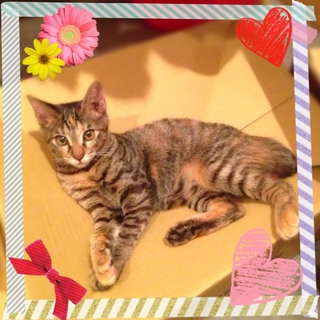 子猫の里親募集