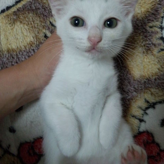 しろで頭のちょっと黒い子猫ちゃん