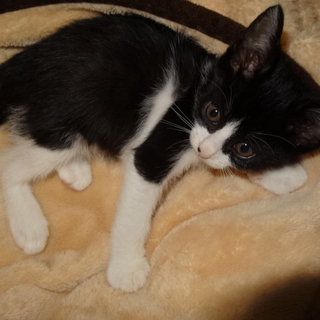 生後２ヶ月子猫ちゃん（黒白）