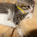 生後二ヶ月子猫ちゃん（うす黄色）