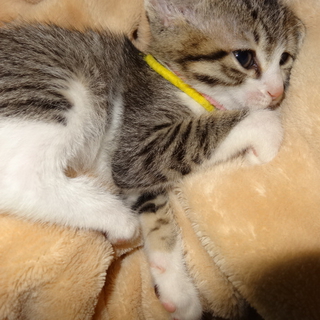 生後二ヶ月子猫ちゃん（うす黄色）