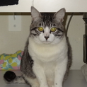 もこもこ人間が大好きなデブ猫ちゃん