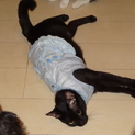 真っ黒の甘えん坊の可愛い母猫（妊娠中です）
