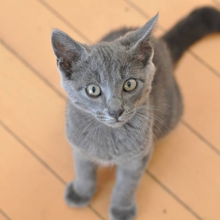仔猫のべべくん